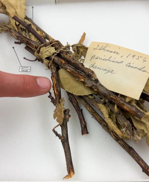 Pictured: A sample of plant damage by cicadas dating back to 1956