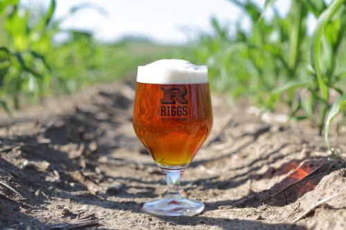 A glass of beer from Riggs Beer Company in a cornfield