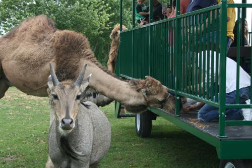 Guests getting up close and personal with camels at Aikman Wildlife Adventures