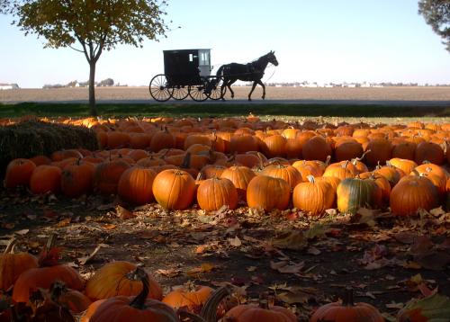 A horse and buggy traveling among a field of orange pumpkins in the fall