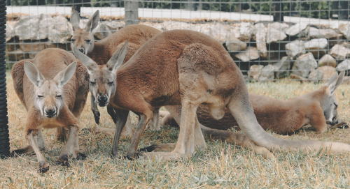 Kangaroos at Aikman Wildlife Adventure