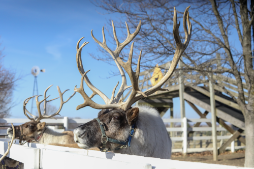 Reindeer at Hardy's Reindeer Ranch