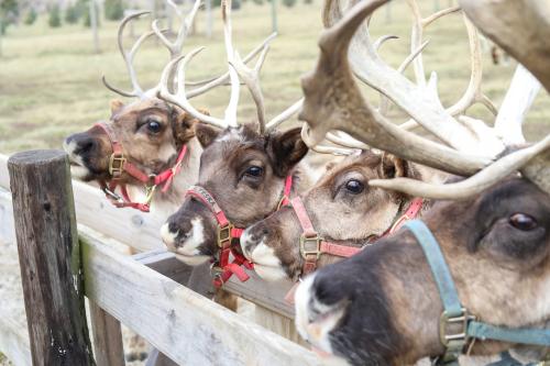 Reindeer at a fence at Hardy's Reindeer Ranch Winter Season