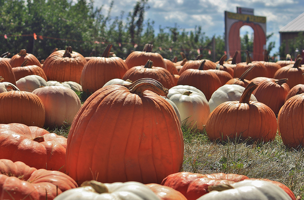 Pumpkins at Curtis Orchard & Pumpkin Patch